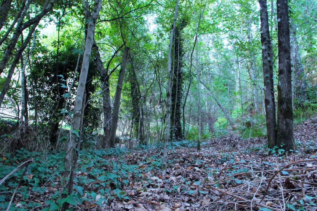 ホテルEco Camping Juncal Marco de Canavezes エクステリア 写真